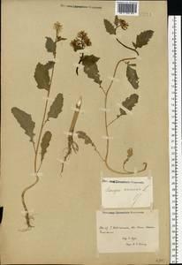Rhamphospermum arvense (L.) Andrz. ex Besser, Eastern Europe, Rostov Oblast (E12a) (Russia)