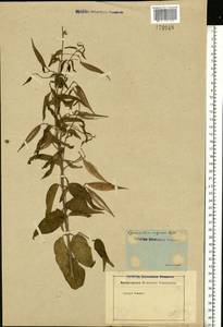Vincetoxicum scandens Sommier & Levier, Eastern Europe, Central forest-and-steppe region (E6) (Russia)