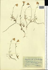 Campanula rotundifolia L., Eastern Europe, Northern region (E1) (Russia)