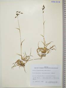KHA8334, Scirpus maximowiczii C.B.Clarke, Siberia, Russian Far East (S6) (Russia)