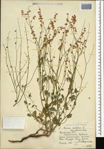 Rumex scutatus, Caucasus, Armenia (K5) (Armenia)