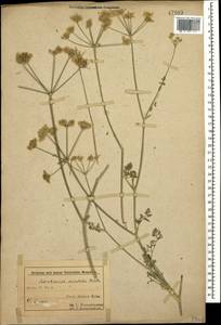 Astrodaucus orientalis (L.) Drude, Caucasus, Azerbaijan (K6) (Azerbaijan)