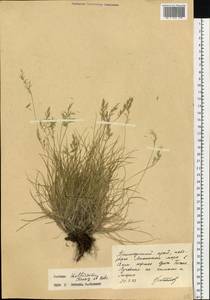 Festuca auriculata Drobow, Siberia, Russian Far East (S6) (Russia)