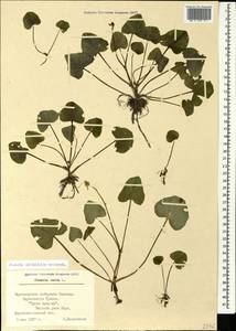 Ficaria calthifolia Rchb., Caucasus, Black Sea Shore (from Novorossiysk to Adler) (K3) (Russia)