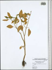 Physalis philadelphica subsp. ixocarpa (Brot. ex Hornem.) Sobr.-Vesp. & Sanz-Elorza, Eastern Europe, Central region (E4) (Russia)