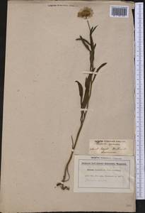 Erigeron speciosus (Lindl.) DC., America (AMER) (United Kingdom)