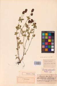 Trifolium spadiceum L., Eastern Europe, North-Western region (E2) (Russia)