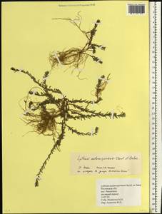 Lythrum thymifolia L., Eastern Europe, Rostov Oblast (E12a) (Russia)