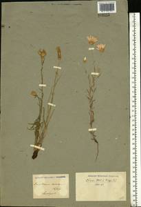 Xeranthemum annuum L., Eastern Europe, Lower Volga region (E9) (Russia)