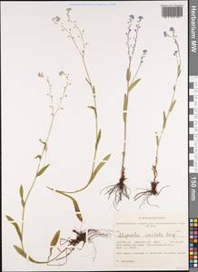 Myosotis imitata Serg., Siberia, Altai & Sayany Mountains (S2) (Russia)
