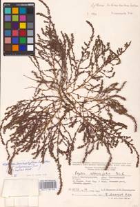 Lythrum tribracteatum Spreng., Eastern Europe, Lower Volga region (E9) (Russia)