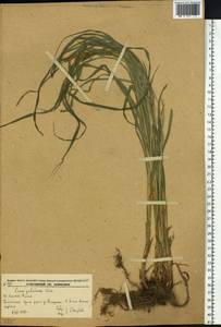 Carex jaluensis Kom., Siberia, Russian Far East (S6) (Russia)