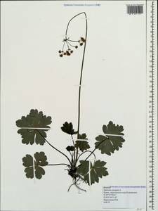 Sanicula europaea L., Crimea (KRYM) (Russia)