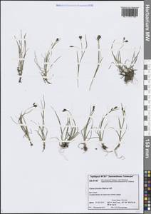 Carex bicolor Bellardi ex All., Siberia, Central Siberia (S3) (Russia)