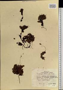 Saxifraga cherlerioides D. Don, Siberia, Chukotka & Kamchatka (S7) (Russia)