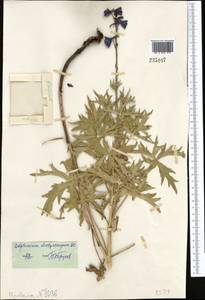 Delphinium dictyocarpum DC., Middle Asia, Dzungarian Alatau & Tarbagatai (M5) (Kazakhstan)
