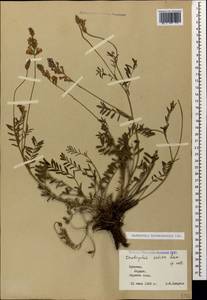 Onobrychis biebersteinii Sirj., Caucasus, Armenia (K5) (Armenia)