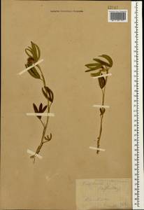 Trifolium alpestre L., Caucasus, Stavropol Krai, Karachay-Cherkessia & Kabardino-Balkaria (K1b) (Russia)