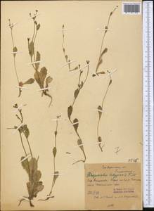 Garhadiolus hedypnois (Fisch. & C. A. Mey.) Jaub. & Spach, Middle Asia, Syr-Darian deserts & Kyzylkum (M7)