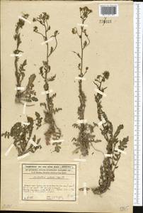 Rorippa palustris (L.) Besser, Middle Asia, Syr-Darian deserts & Kyzylkum (M7) (Kazakhstan)