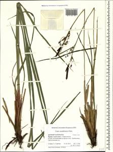 Carex acutiformis Ehrh., Crimea (KRYM) (Russia)