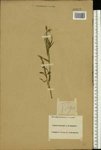 Tragopogon, Eastern Europe, Lower Volga region (E9) (Russia)