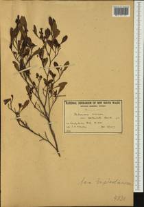 Dodonaea viscosa, Australia & Oceania (AUSTR) (Australia)