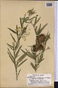 Gomphocarpus physocarpus E. Meyer, America (AMER) (United States)