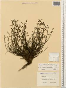Scrophularia versicolor Boiss., Caucasus, Dagestan (K2) (Russia)