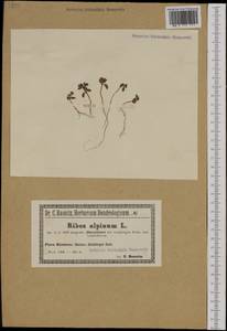 Ribes alpinum, Western Europe (EUR) (Poland)
