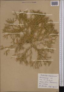 Ceratocarpus arenarius L., Middle Asia, Caspian Ustyurt & Northern Aralia (M8) (Kazakhstan)