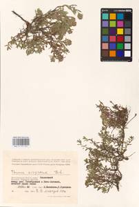 MHA 0 157 014, Thymus kirgisorum Dubj., Eastern Europe, Lower Volga region (E9) (Russia)