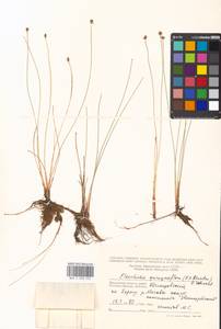 Eleocharis quinqueflora (Hartmann) O.Schwarz, Eastern Europe, Moscow region (E4a) (Russia)