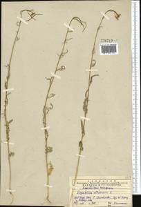 Sisymbrium altissimum L., Middle Asia, Western Tian Shan & Karatau (M3) (Kazakhstan)