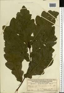 Quercus robur L., Eastern Europe, Volga-Kama region (E7) (Russia)