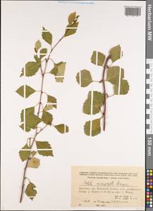 Betula microphylla Bunge, Middle Asia, Western Tian Shan & Karatau (M3) (Kyrgyzstan)