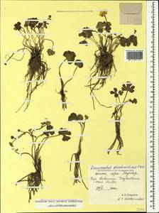 Ranunculus arachnoideus C. A. Mey., Caucasus, Dagestan (K2) (Russia)