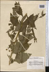 Myriactis wallichii Less., Middle Asia, Pamir & Pamiro-Alai (M2) (Uzbekistan)