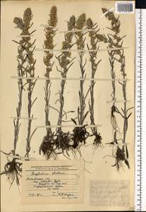 Omalotheca sylvatica (L.) Sch. Bip. & F. W. Schultz, Eastern Europe, Moscow region (E4a) (Russia)
