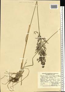 Deschampsia cespitosa (L.) P.Beauv., Eastern Europe, West Ukrainian region (E13) (Ukraine)