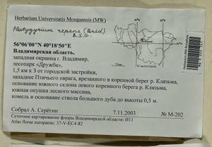 Platygyrium repens (Brid.) Schimp., Bryophytes, Bryophytes - Middle Russia (B6) (Russia)