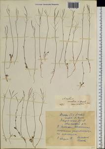 Arabidopsis lyrata subsp. petraea (L.) O'Kane & Al-Shehbaz, Siberia, Yakutia (S5) (Russia)