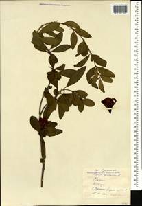 Punica granatum L., Caucasus, Georgia (K4) (Georgia)