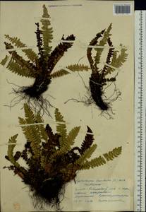 Polystichum lonchitis (L.) Roth, Eastern Europe, Northern region (E1) (Russia)