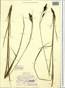Carex caucasica Steven, Caucasus, North Ossetia, Ingushetia & Chechnya (K1c) (Russia)