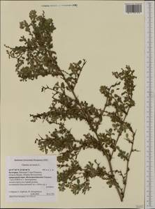 Ononis spinosa subsp. hircina (Jacq.)Gams, Western Europe (EUR) (Bulgaria)