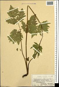 Eleutherospermum cicutarium (M. Bieb.) Boiss., Caucasus, Azerbaijan (K6) (Azerbaijan)