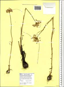 Allium paniculatum L., Caucasus, Stavropol Krai, Karachay-Cherkessia & Kabardino-Balkaria (K1b) (Russia)