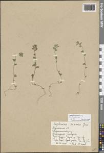 Euphrasia hyperborea Joerger, Eastern Europe, Northern region (E1) (Russia)