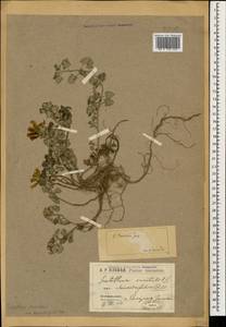 Scutellaria orientalis subsp. orientalis, Caucasus, Black Sea Shore (from Novorossiysk to Adler) (K3) (Russia)